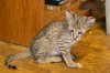 dsc_0031crop.jpg