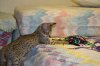 dsc_0052 small.jpg