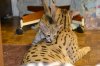 dsc_0062 small.jpg