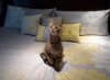 2 paw up.jpg