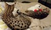 lambchop1.jpg