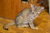 dsc_0031 crop.jpg