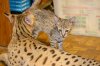 dsc_0040 small.jpg
