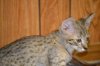 dsc_0042 small.jpg
