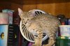 dsc_0056 small.jpg