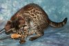 Chipukizi 2014 0927 09.JPG