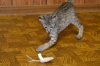 dsc_0021 crop.jpg