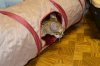 dsc_0043 crop.jpg