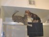 Akilah and Rocky Fight for the Shower Door.jpg