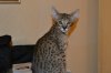 dsc_0011 cropii.jpg