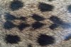 spots 1.jpg