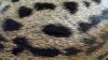spots 2.jpg