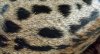 spots 3.jpg