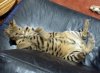 belly up.jpg
