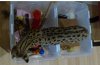 toy box 2.jpg