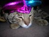 DSCN0740.JPG