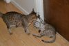 dsc_0011 small.jpg