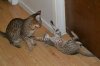dsc_0012 small.jpg