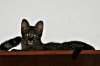 Chipukizi 2014 1018 04.JPG