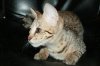 Jasi Girl 2014 1018 03.JPG