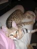 babe-lapcat-may8.jpg