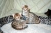 spot-boys-3-21.jpg