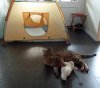 lambchop 3.jpg
