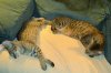 dsc_0005 enh.jpg