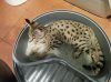 Duma Litter Box.jpg