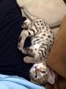 Duma 6 weeks 8.jpg