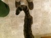 Tail Fluff 1.jpg