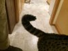 Tail fluff 2.jpg