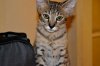 dsc_0028 enh.jpg