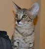 dsc_0029 crop.jpg