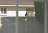 birdie.jpg birdie.jpg