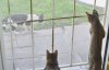oooo. nother kitty.jpg oooo. nother kitty.jpg