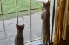see the Birdie.jpg see the Birdie.jpg