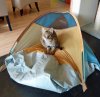 tent.jpg