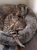 cuddles 2.jpg