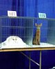 cats in solid and liquid.jpg