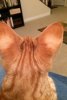 ears.jpg