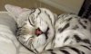 asleep one ear.jpg