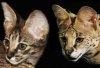 Rooney-Chipukizi heads.jpg