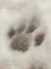 snowypaw.jpg