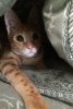 peekaboo5.jpg