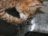 Zari and the water 04.JPG