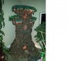 tree.jpg