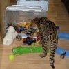 toys2.jpg