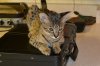 dsc_0011 crop.jpg