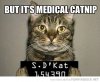 medical catnip.jpg